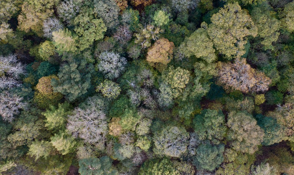 Close up of forest in autumn colours, looking down from above with drone in the Lake District ,UK