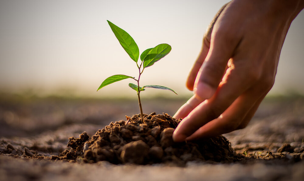 two hands planting a tree sapling